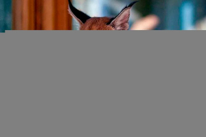 Зовнішній вигляд, особливості поведінки та вартість породи котів каракал Зовнішній вигляд, особливості поведінки та вартість породи котів каракал